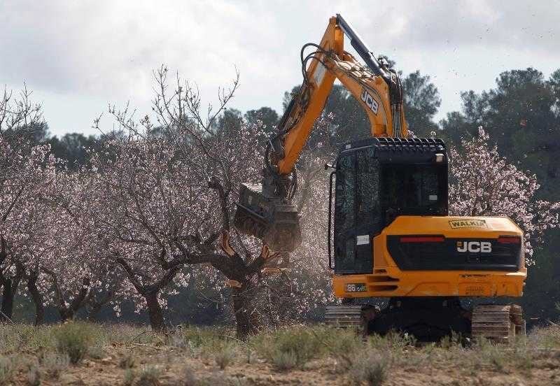 Treballs de tall i trituració d'ametlers afectats per la 'Xylella fasitidiosa', en una imatge d'arxiu.