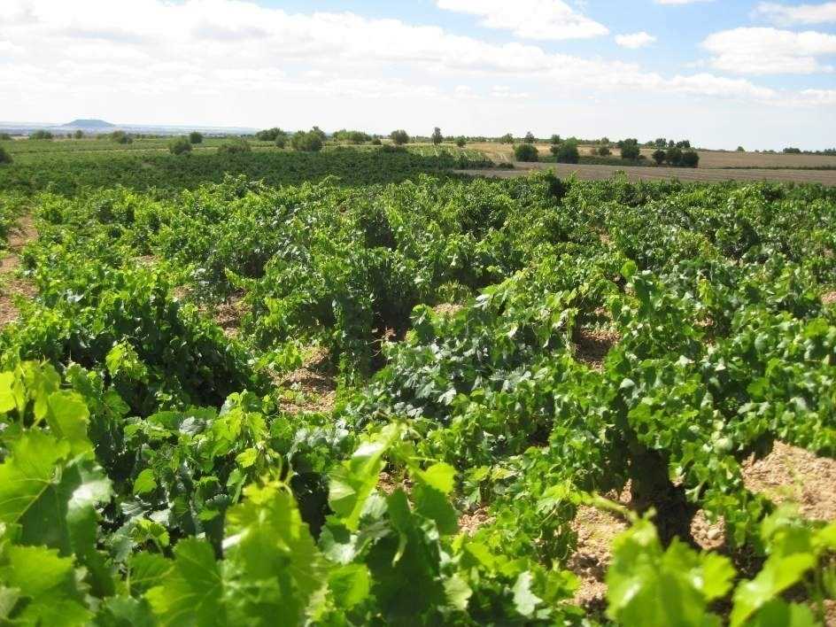 El consell i els agricultors valencians destaquen que aquesta mesura perjudica greument a Requena.