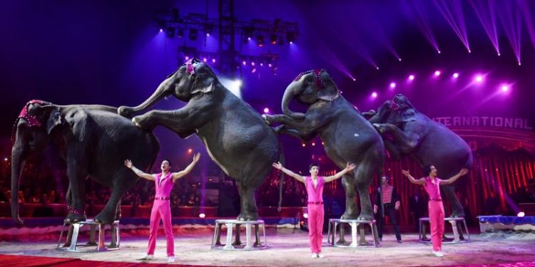 Les Corts ja van aprovar fa mesos per unanimitat una proposició no de llei per a prohibir els circs amb animals salvatges, encara que aquest acord no s'havia materialitzat en cap llei. / EFE