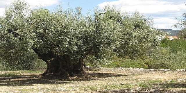 Olivera mil·lenària a Vilafamés