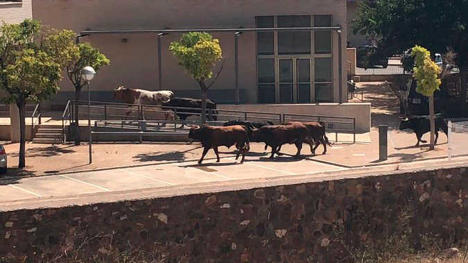 El trencament d'una de les barreres del recinte, que ha sigut colpejada pels caps de bestiar a la baixada del camió, ha permés als animals eixir.