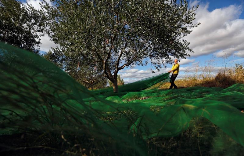 La collita serà abundant i d'excel·lent qualitat en la majoria de les zones productores, com l'Alt Palància, Utiel-Requena, la Vall d'Albaida o el Comtat.