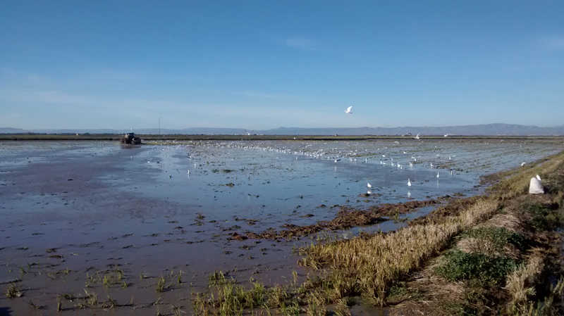 Arrossar al Parc Natural de l'Albufera.