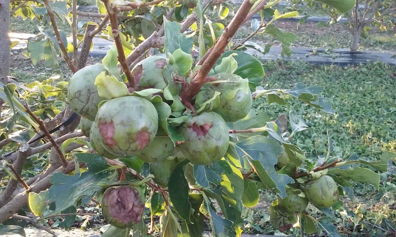 La comarca de la Ribera ha sigut la més afectada per la tempesta.