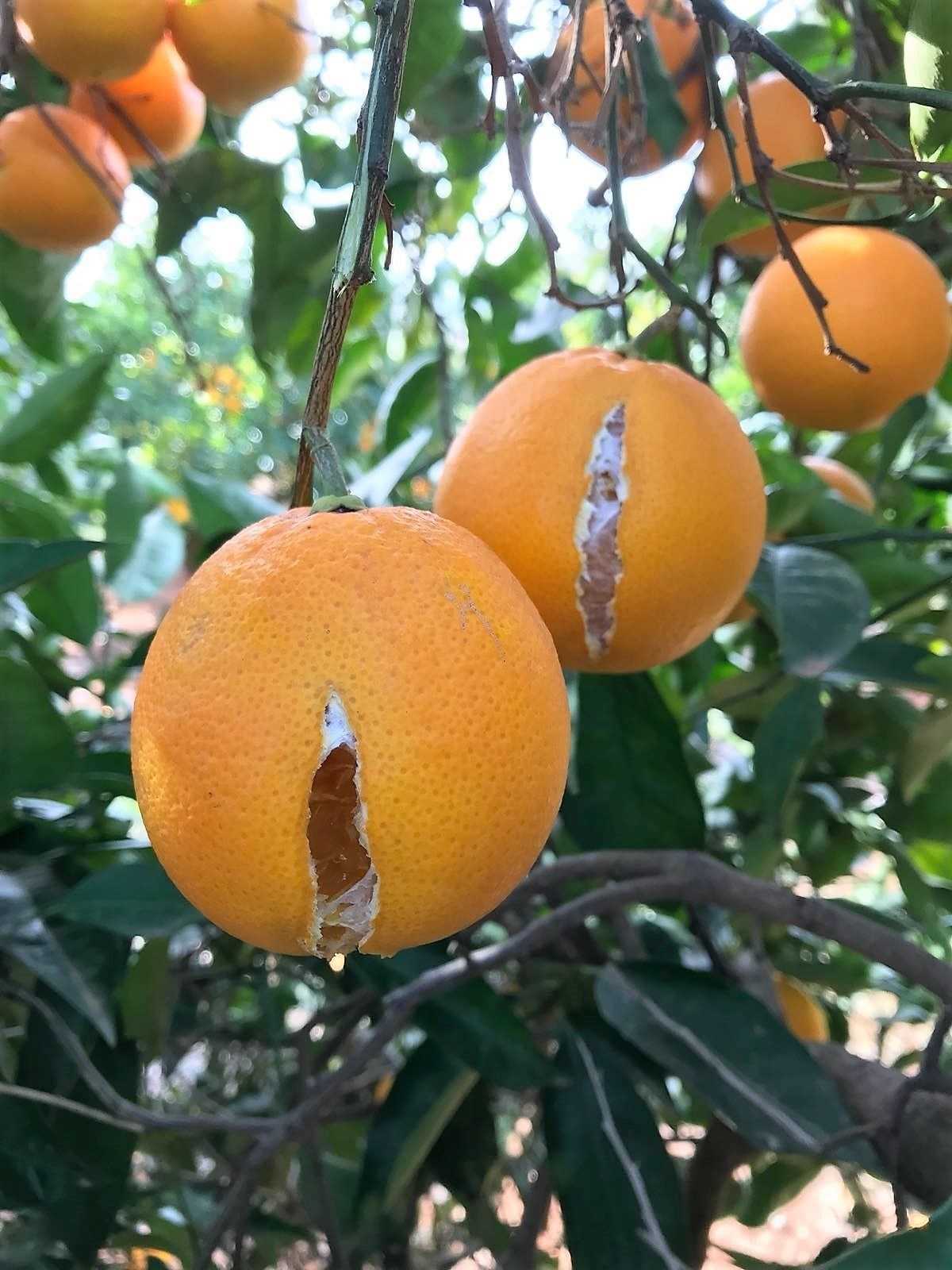 Les comarques de Camp de Túria, Plana Baixa i Plana Alta són les més afectades pel badat dels cítrics