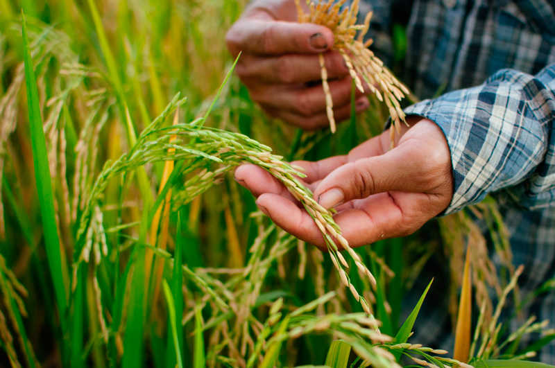 Diumenge 15 d'octubre se celebra el Dia Internacional de la Dona Rural.