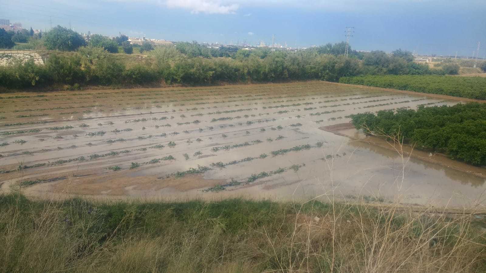 Un camp de carabasses negat aquest dimecres per les pluges.