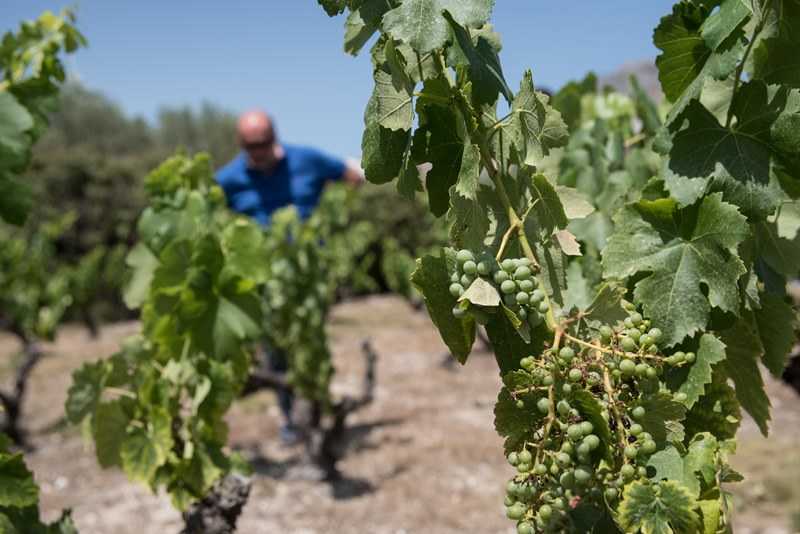 Celler la Muntanya té vins elaborats amb ceps centenaris plantats a prop de Muro.