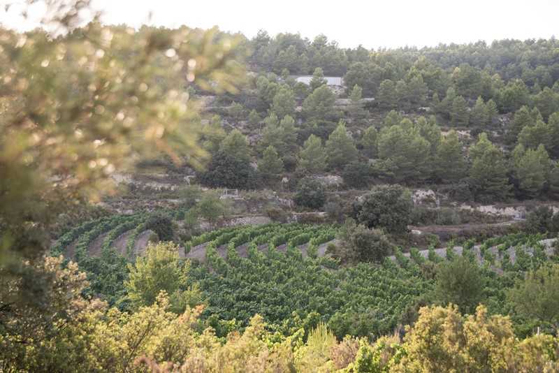 Mas de Sella és un celler que cultiva el raïm a 900 metres d'altitud.