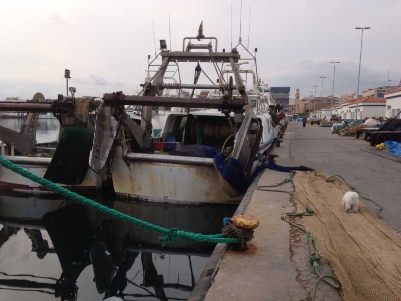 El Consell subvencionarà, entre altres aspectes, la compra i la instal·lació a bord d'equips per a la recollida i l'emmagatzematge de brossa marina.