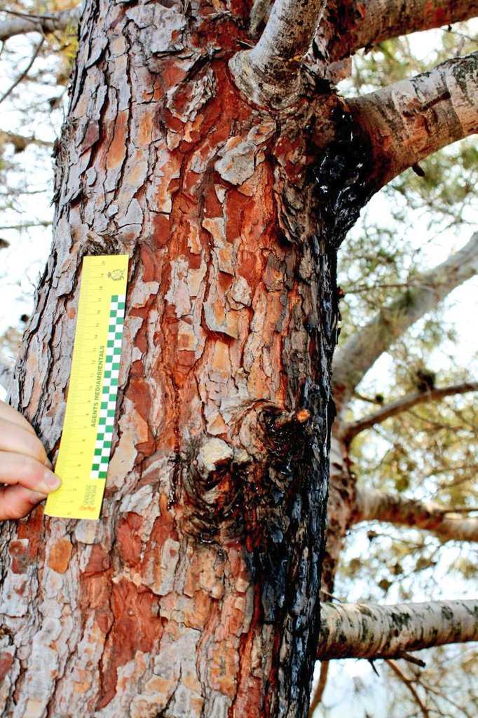 Els investigadors han marcat el punt exacte sobre el pi que va rebre l'impacte d'un llamp la matinada de dilluns.