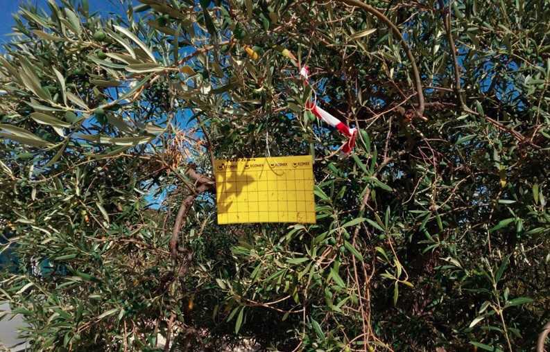 Actualment l'única solució contra la plaga és eliminar les plantes afectades.