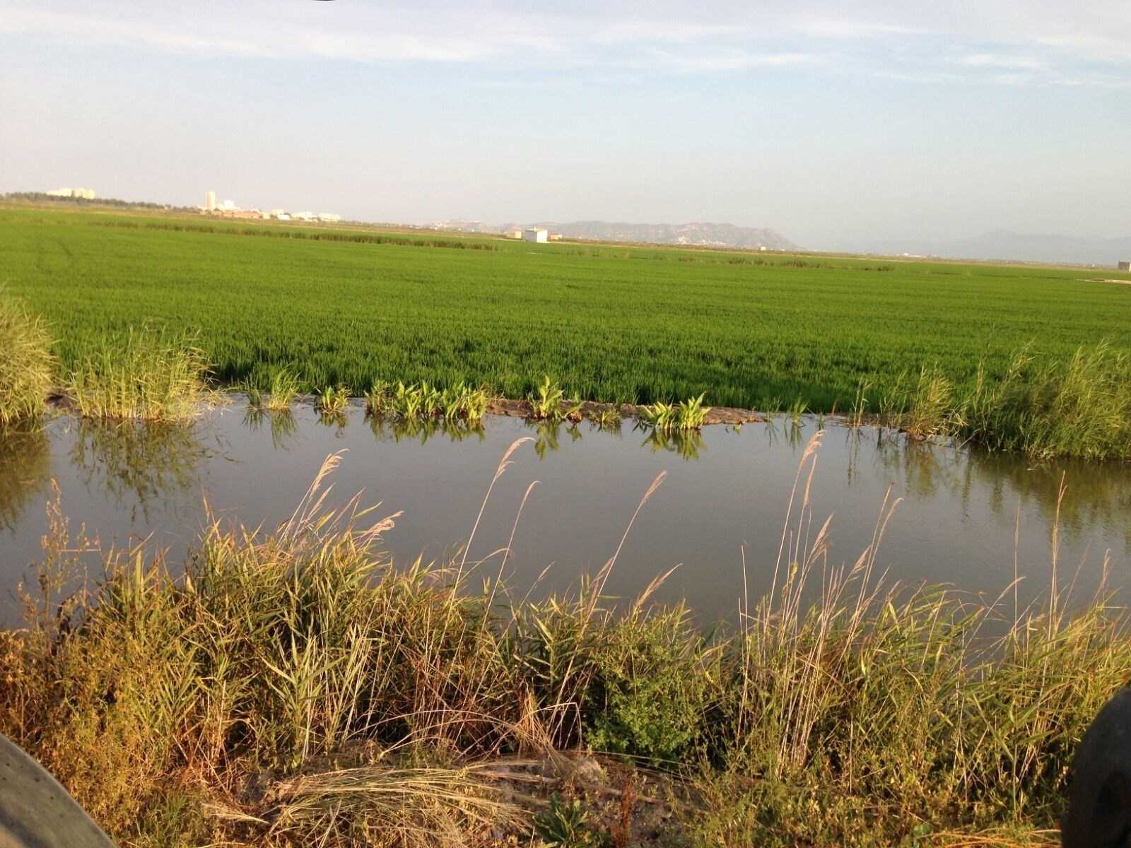 Camps d'arròs a l'Albufera.