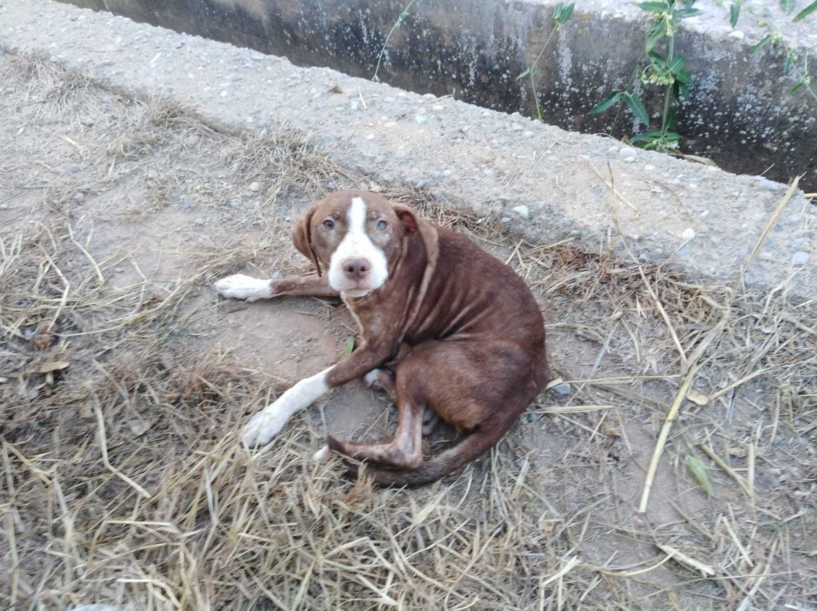 La família de l'home desaparegut s'ha interessat per l'adopció de l'animal.