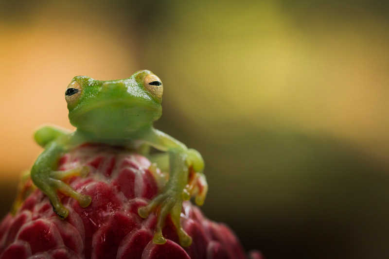 Roberto García-Roa explica que la fotografia li permet "capturar" la natura i dur-la sempre amb ell. En la imatge, una granota hílid fotografiada a Cahuita, Costa Rica.