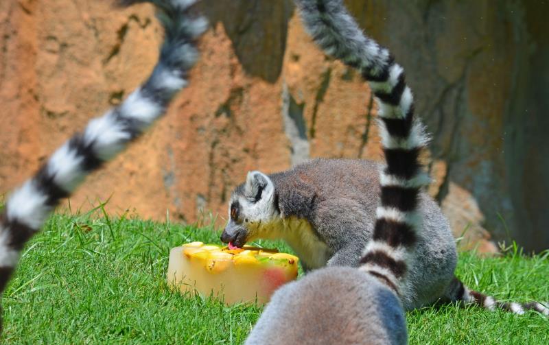 Un lèmur del Bioparc es refresca amb un gelat de fruites i verdures.