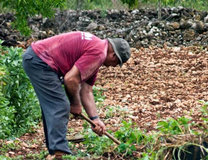 La Unió denuncia que els agricultors jubilats continuen anat al camp i pateixen accidents.