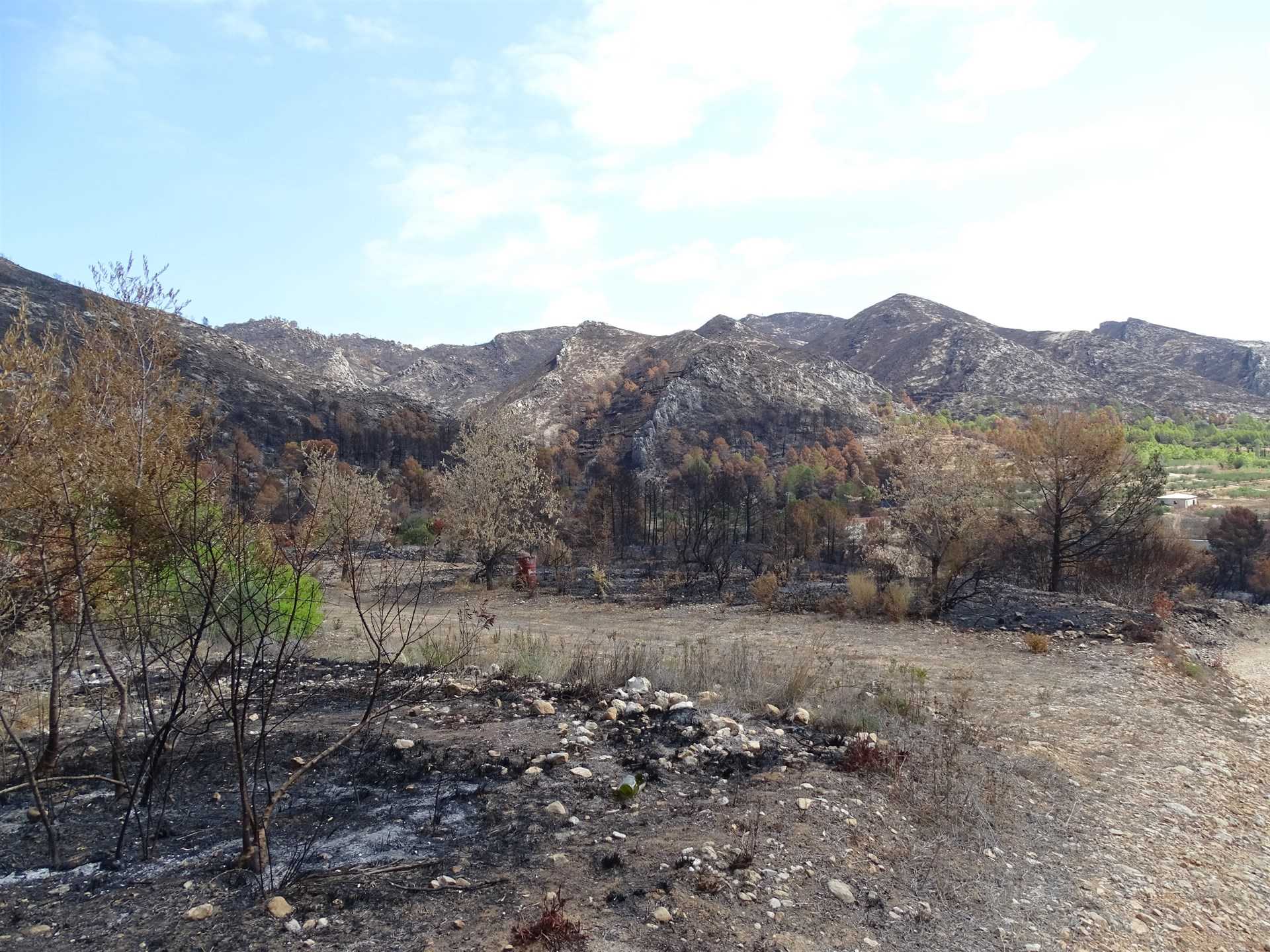 Imatge d'una de les zones afectades de l'incendi de Llutxent.