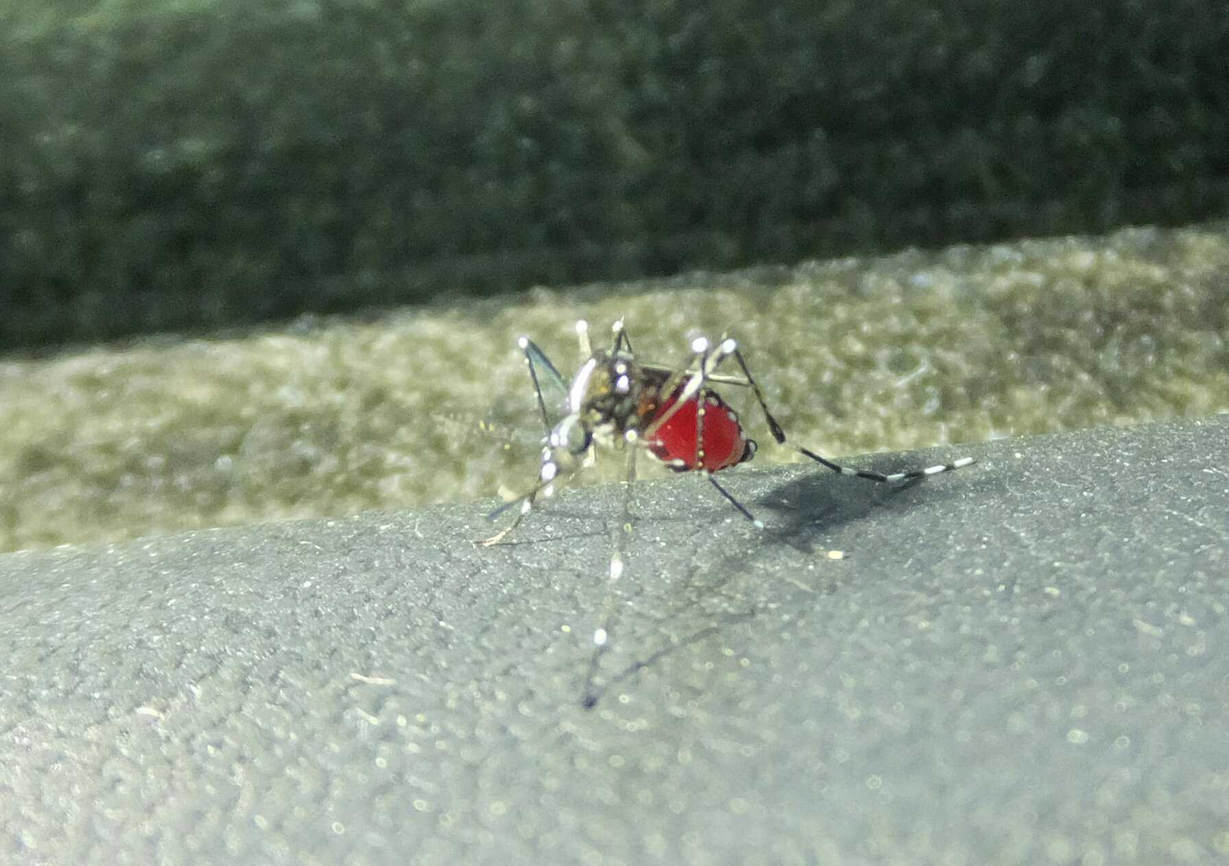 El mosquit tigre és una espècie invasora que pot transmetre malalties tropicals