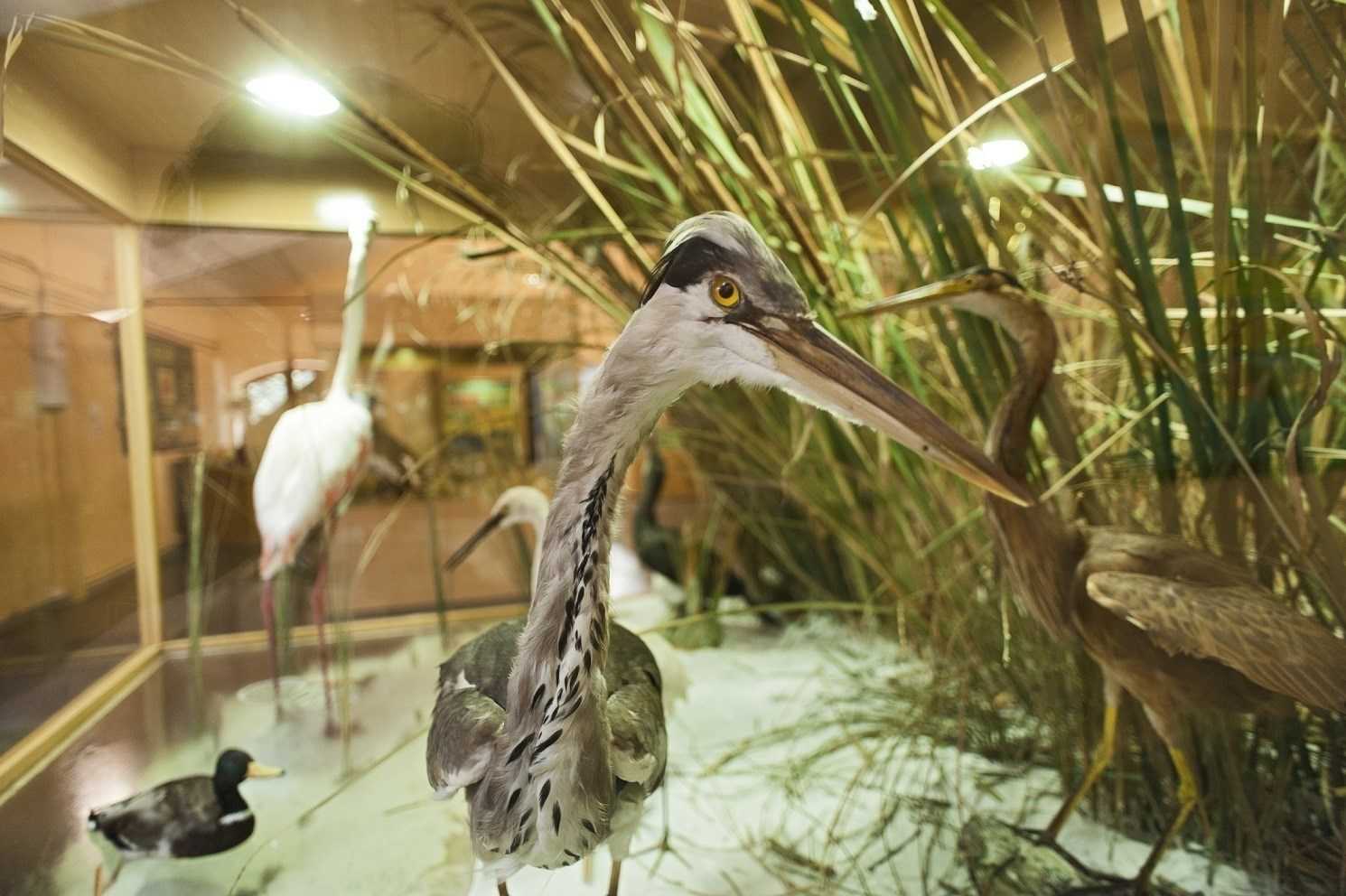 Al Museu de la Biodiversitat d'Ibi hi ha quatre grans sales permanents: una de biodiversitat amenaçada, una de biodiversitat mediterrània, una de selves tropicals iberoamericanes i una de la sabana africana.