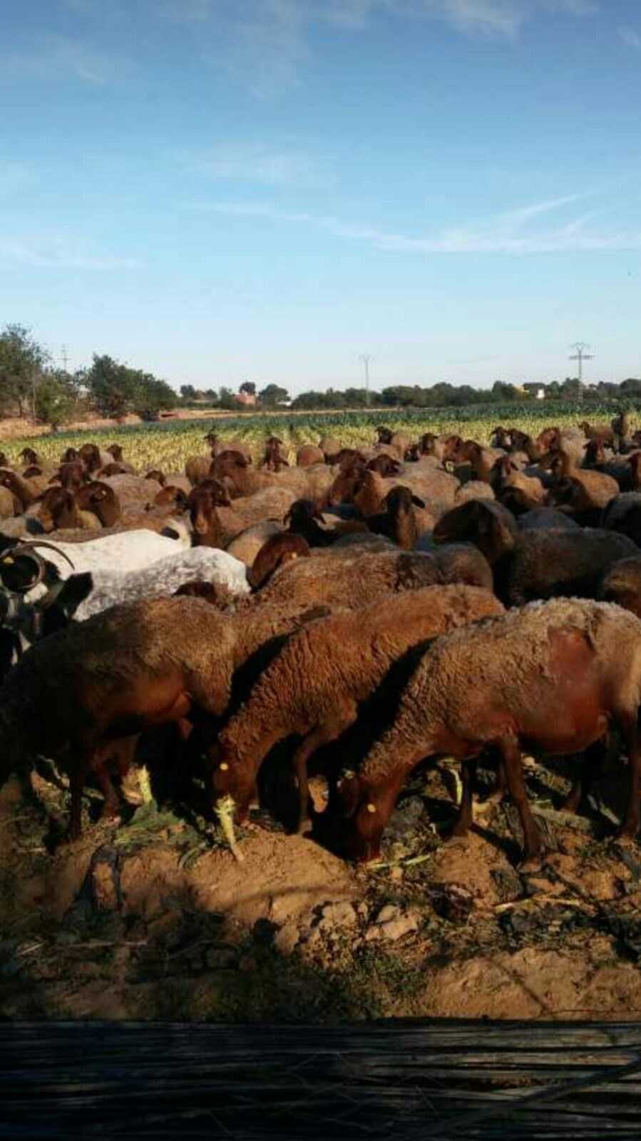 Al terme municipal de València només queden dos ramats d'ovella guirra.