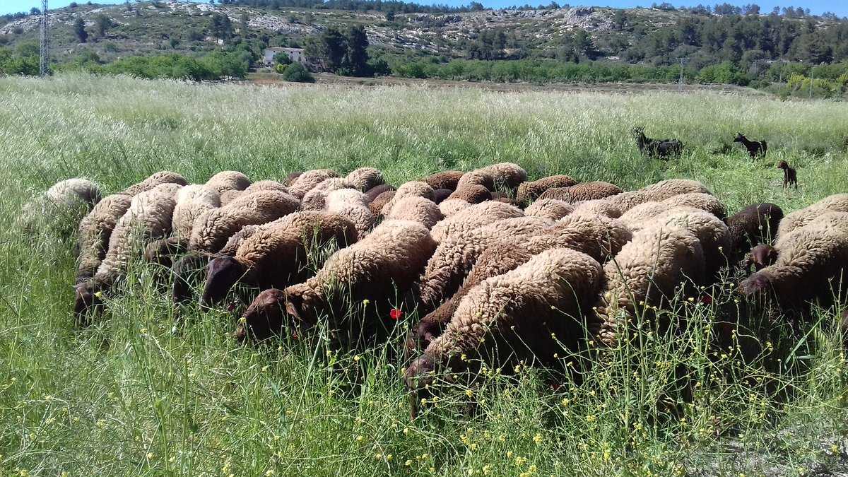 Ovelles guirra pasturant per la Valleta d'Agres.