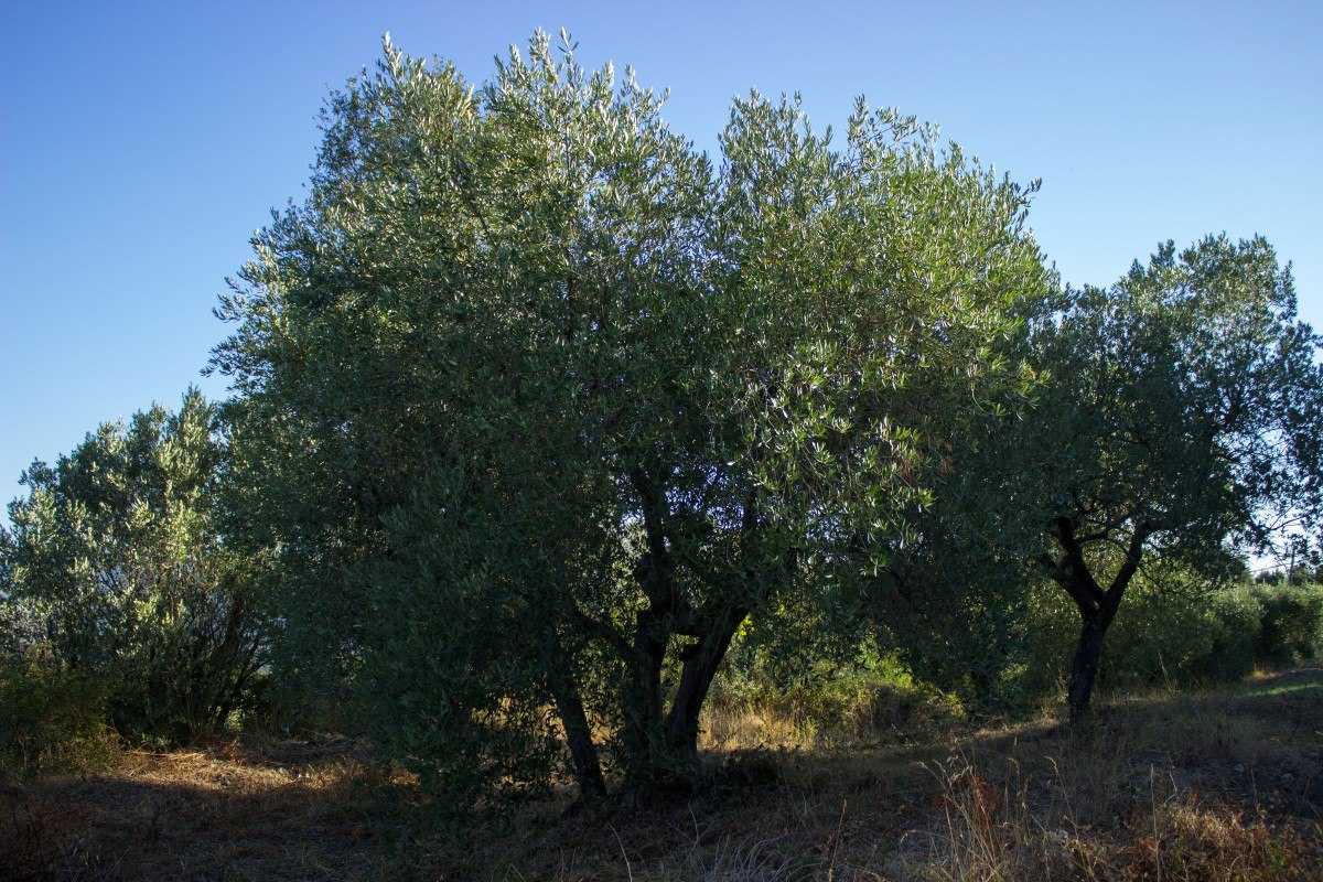 L'olivera és el cultiu més conreat al País Valencià.