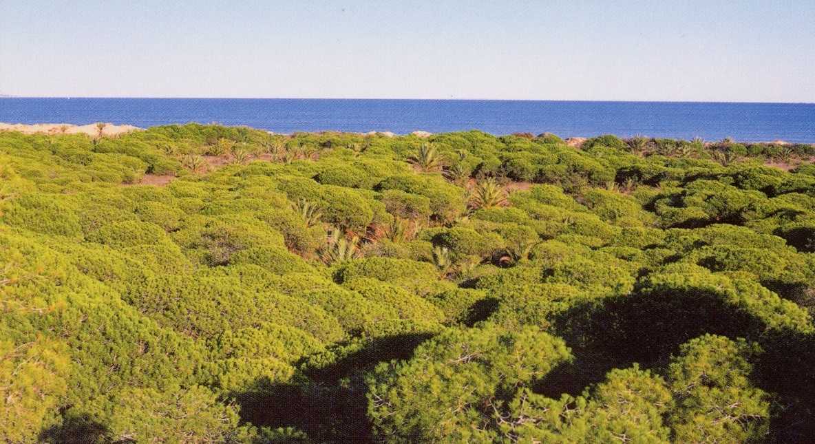 L'Ajuntament del municipi del Baix Vinalopó considera "vital i urgent" la intervenció atés que si no s'actua "en pocs anys ens quedarem sense pinar"