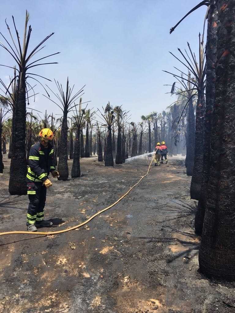 La zona arrasada són aproximadament 2.000 metres d'horts de palmera i zones de poda de palmeres, així com uns 1.000 metres de pins.
