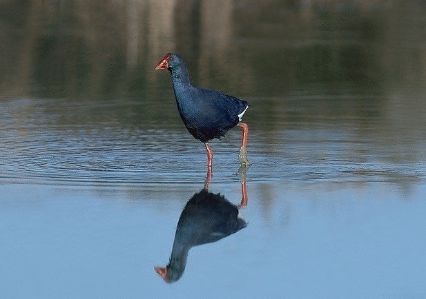 La polla blava o 'Porphyrio porphyrio' és una au d'espècie protegida.