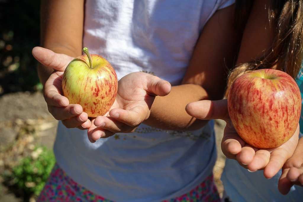 Alhora que es repartiran fruites i hortalisses de temporada, amb especial atenció en el producte ecològic, de qualitat i de proximitat, es duran a terme múltiples activitats complementàries.