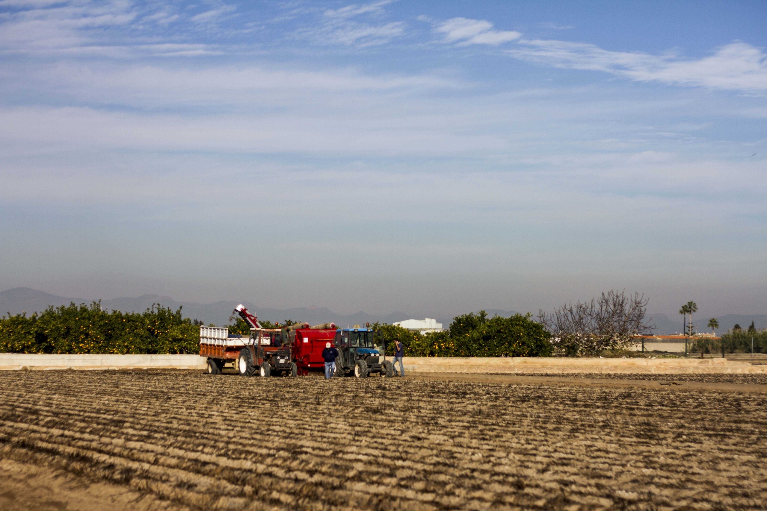 La xufa que es planta necessita un any fins a estar llesta per a poder fer orxata.