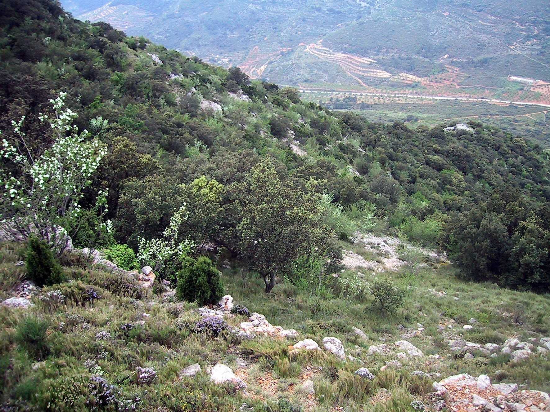 Entre els principals valors que justifiquen la seua inclusió en la Xarxa Natura 2000 es troben importants representacions de diversos hàbitats d'interés comunitari.