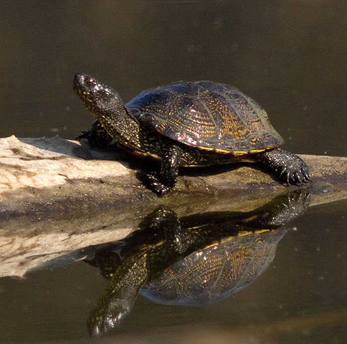 L'objectiu de la campanya és la protecció de la tortuga europea, l'espècie autòctona d'aquest territori.