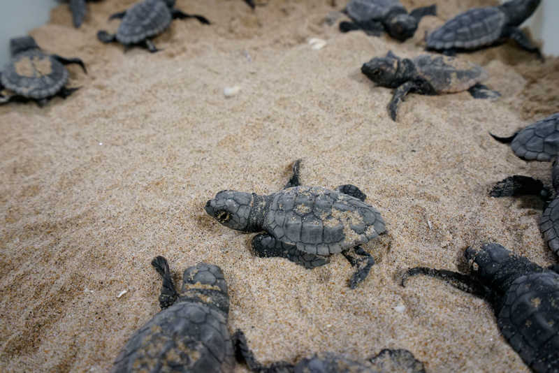 Tortugues careta nascudes l'any passat a Sueca.