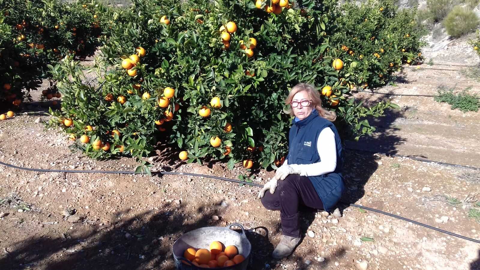 Segons la Federació de Cooperatives Agroalimentàries, 26 dones ocupen càrrecs de gerència o direcció en alguna cooperativa.