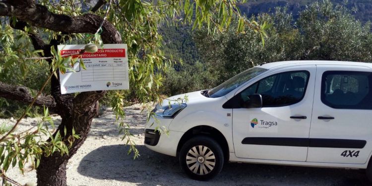 Un cartell adverteix sobre un arbre que es troba afectat pel bacteri de la Xylella.