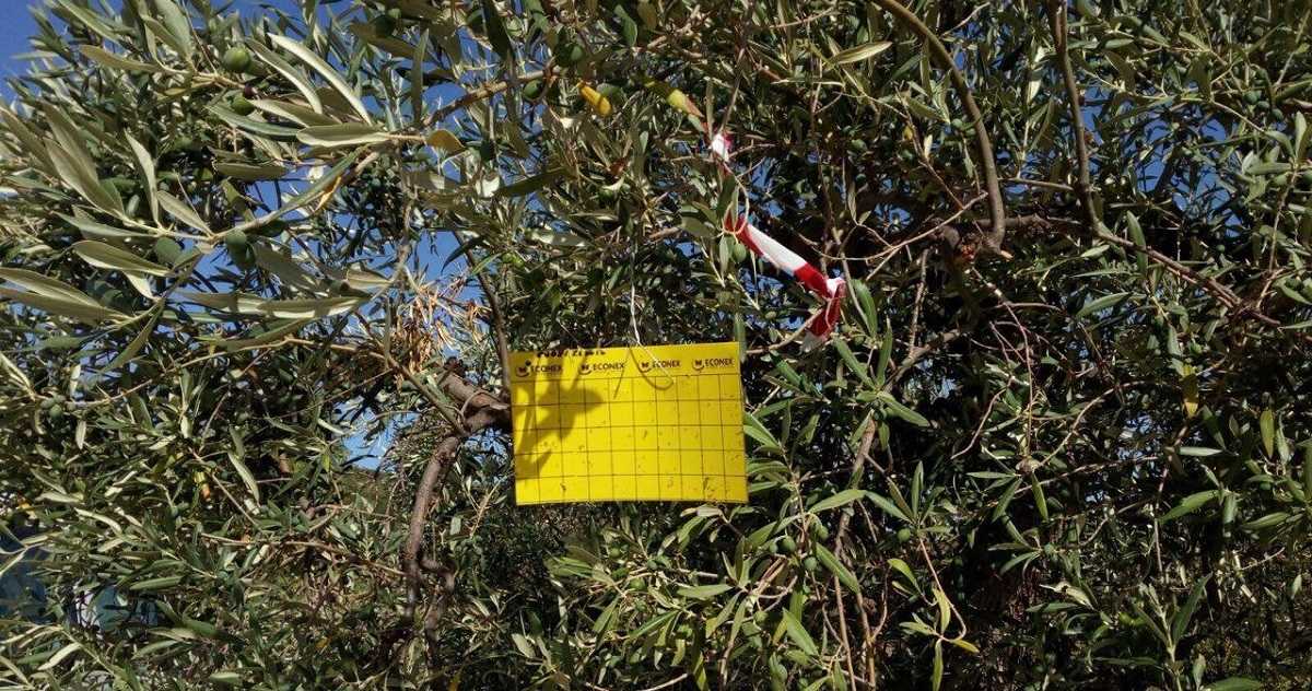 Imatge de la parcel·la del terme del Castell de Guadaleston s'ha detectat la presència del bacteri 'Xylella fastidiosa'.