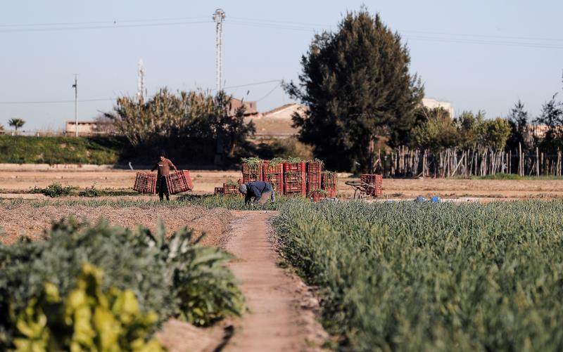 La llei pretén garantir l'obtenció de rendes agràries suficients que asseguren unes òptimes condicions de vida als agricultors. / EFE 