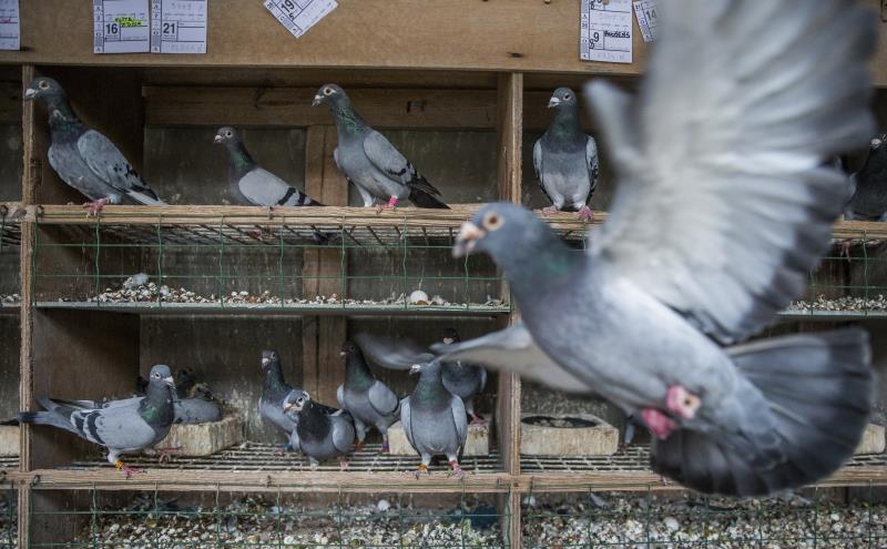 L'au va ser sostreta d'una casa on el propietari guarda els seus coloms de competició. / EFE