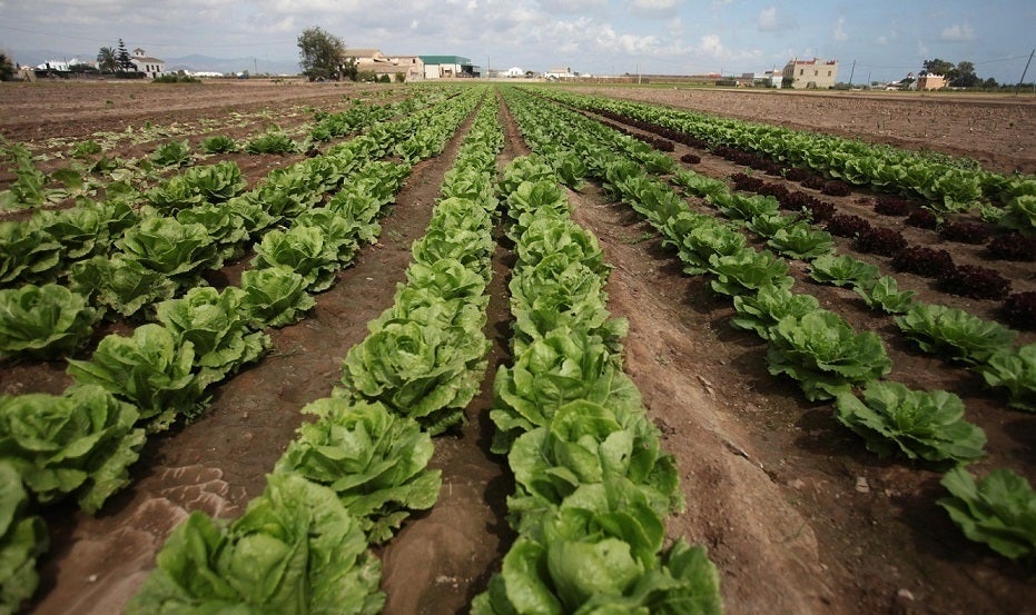 Ribó ha subratllat 'la importància del treball impulsat des del municipi de València amb la col·laboració i el suport de la FAO'. / GVA