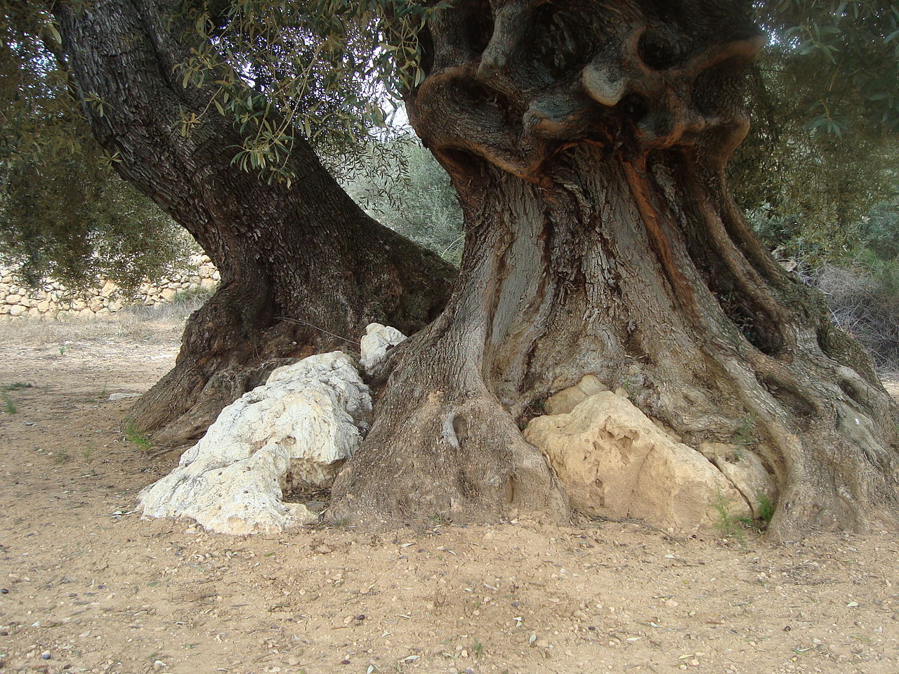 Turisme Comunitat Valenciana participa des del 2017 en un projecte per a impulsar el producte turístic entorn de les oliveres mil·lenàries que se situen en el denominat 'Territori Sénia'. / JUAN EMILIO PRADES BEL