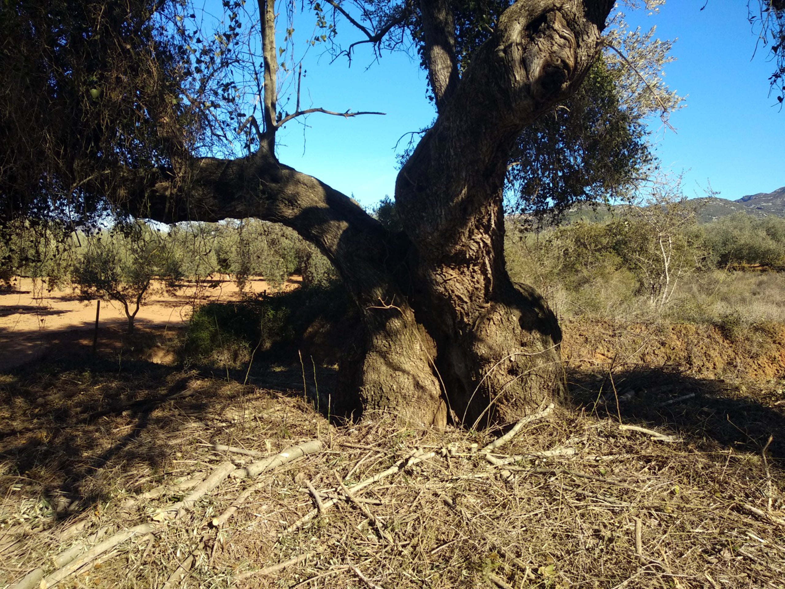 Aquest gener s'ha iniciat la primera fase del projecte amb la contractació d'una tècnica que s'encarrega de localitzar els terrenys i inventariar-los. / ACN
