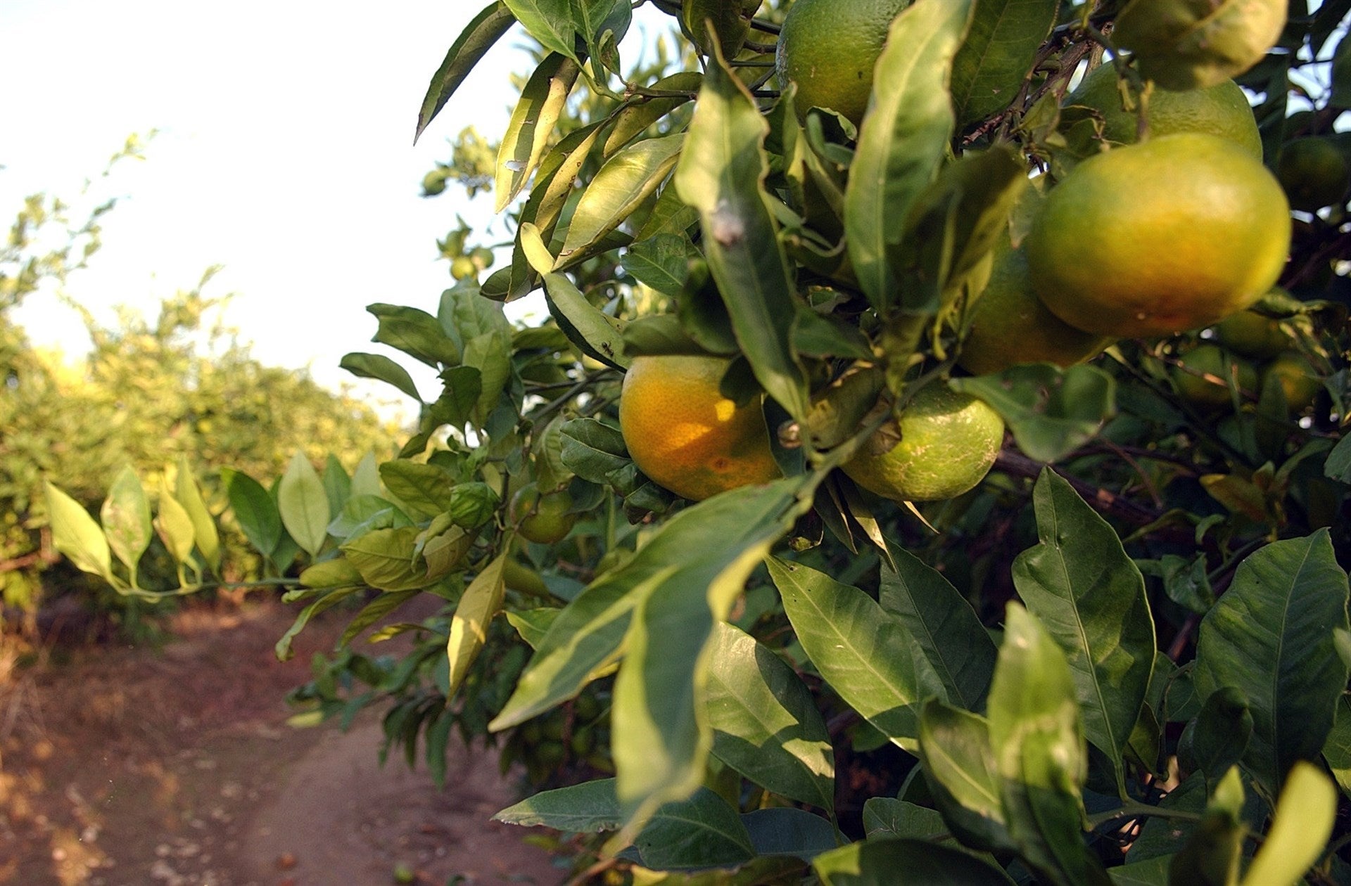 L'organització agrària ha lamentat en un comunicat els 'preus ruïnosos' de la fruita i que prop de 500.000 tones de cítrics es quedaran sense recol·lectar. / EUROPA PRESS