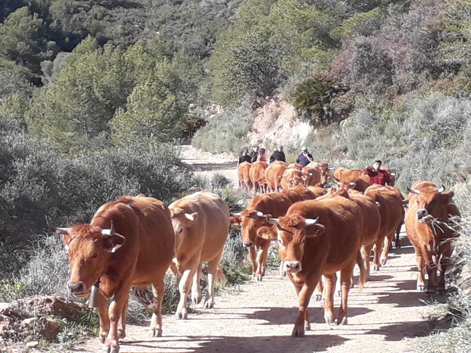 És el segon any que aquest ramat constituït per vaques de carn segueix aquest recorregut. / GENERALITAT