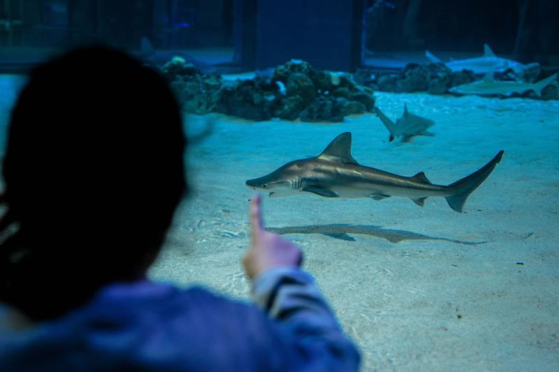 La col·lecció de taurons és un dels principals reclams de l'Oceanogràfic de València. / EFE
