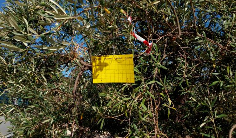 La zona demarcada per al control i seguretat davant 'Xylella fastidiosa' se situa en 134.600 hectàrees i els municipis que es troben en aquesta zona passen de 60 a 73. Imatge d'arxiu.