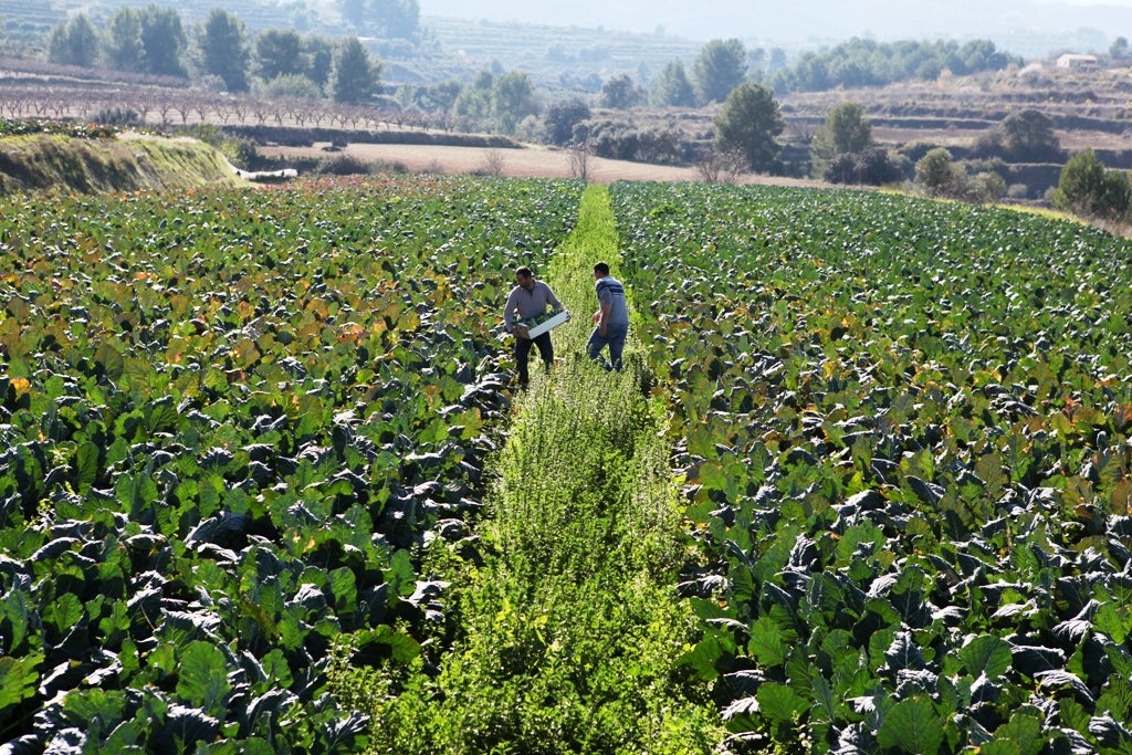 La resolució de convocatòria fomenta la contractació d'aquestes assegurances per a garantir la rendibilitat de les explotacions agràries. / GVA