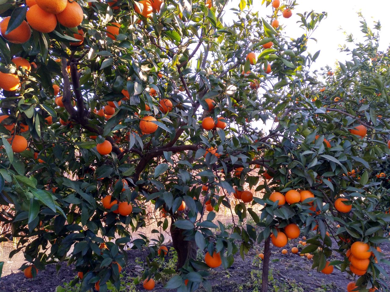 La Unió considera que la retirada de producte és una mesura insuficient. / DIARI LA VEU