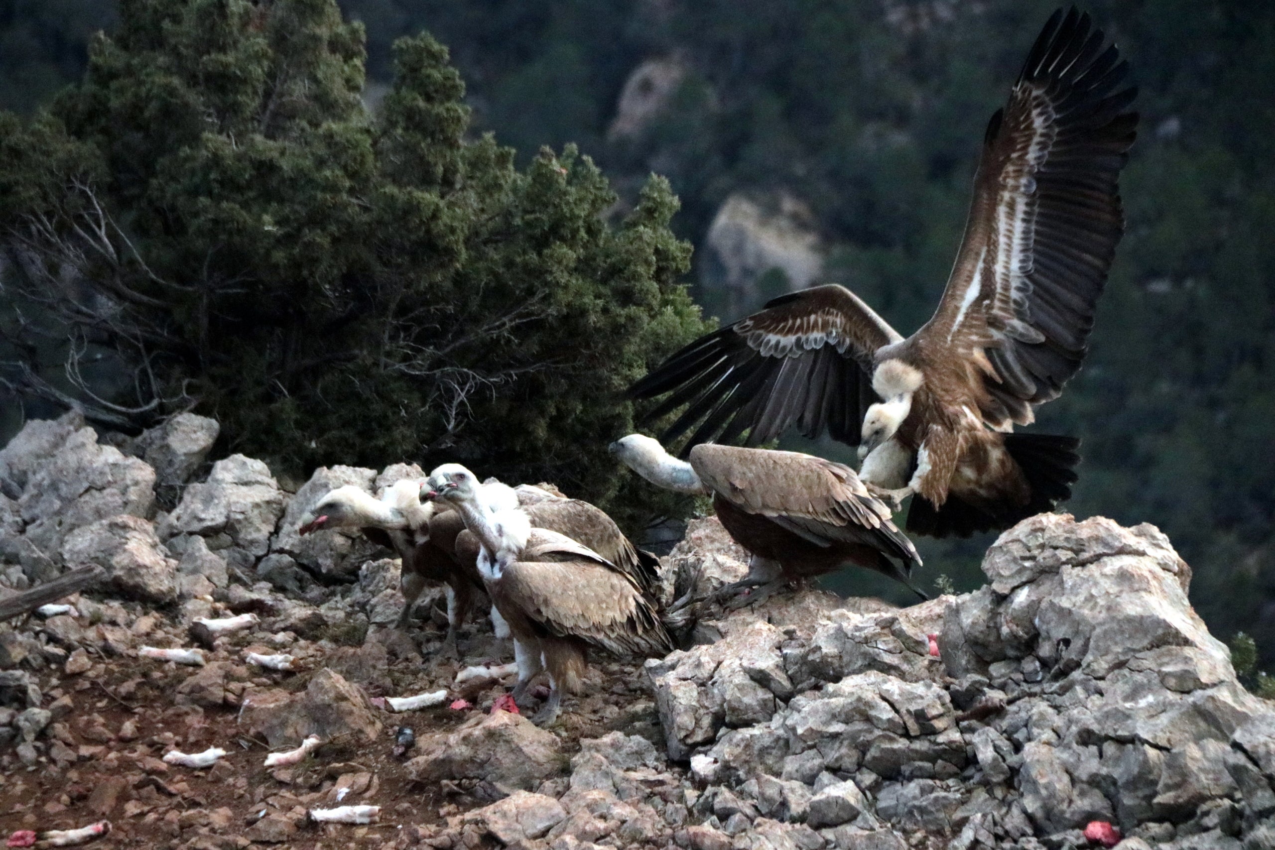 Pla general de quatre voltors arribant al punt d'alimentació suplementària que s'ha establert per a la recuperació del trencalòs als Ports. / ANA FERRÀS, ACN